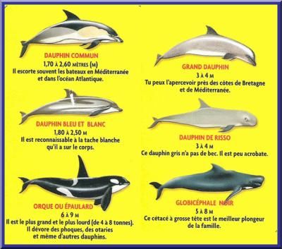 Les Dauphins